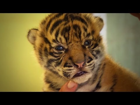 Handraising Twin Tiger Cubs - Tigers About The House - BBC