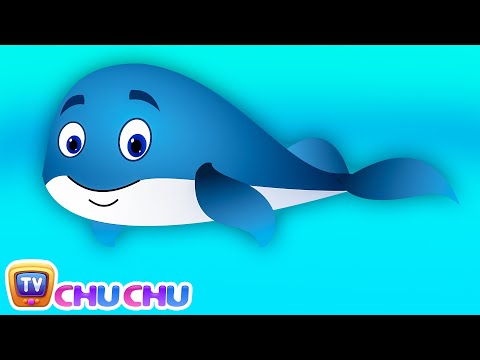 Blue Whale Nursery Rhyme | ChuChuTV Sea World | Animal Songs & Nursery Rhymes For Children