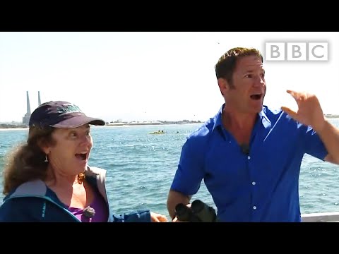 Live interview interrupted by Blue Whale - Big Blue Live: Episode 3 - BBC One