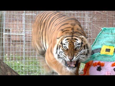 Angry Tiger VS Angry Lion