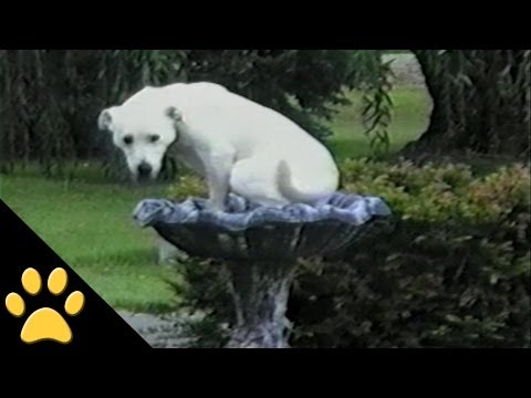 Labradors Are Awesome: Compilation