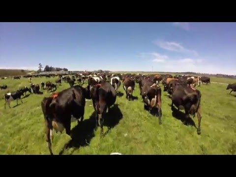 Dairy Farming in New Zealand