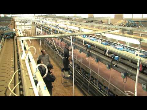 afimilk® - The world's largest dairy farm project in Vietnam