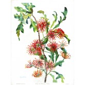  Stenocarpus sinuatus (Fire or Wheel Tree), by Margaret Flockton, 1901-1904