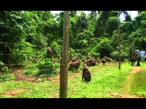 Cross River State of Nigeria: Africa Rediscovered - Part 1