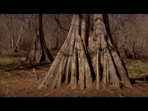 Atchafalaya National Heritage Area - English Version