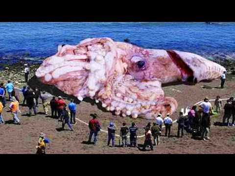 Abnormally Large Animals That Are Actually Real