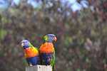 Birdlife: Marengo Beachbreak - Apollo Bay in Apollo Bay