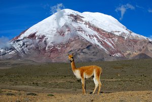 Vicuña, one of two wild South American camelids. In the background the point on the Earth's surface that is farthest from the Earth's center, Chimborazo volcano - Ecuador.