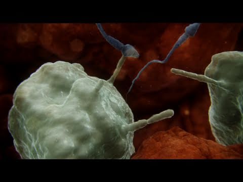 Sperm attacked by woman's immune system - Inside the Human Body: Creation - BBC One