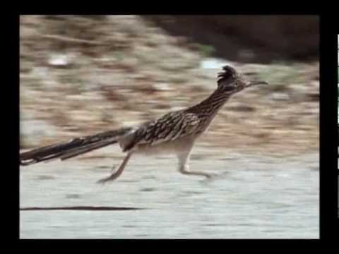 Roadrunner 26 mph