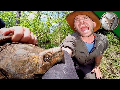 CRAZY Alligator Snapping Turtle Bite!