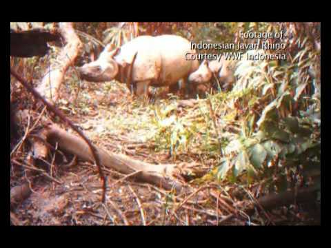 Vietnamese Javan Rhino - Road to Extinction