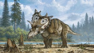 This undated artist rendering provided by the Canadian Museum of Nature shows a new horned dinosaur Spiclypeus shipporum nicknamed Judith.