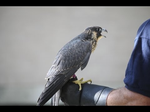 Peregrine Falcons at University of Michigan Health System