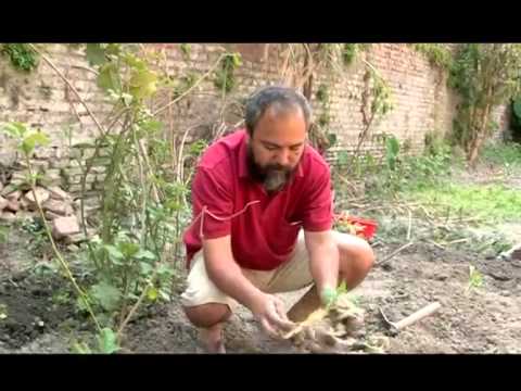 Ground apple nepal (Economic Express Chaitra 25 2069 part 1)