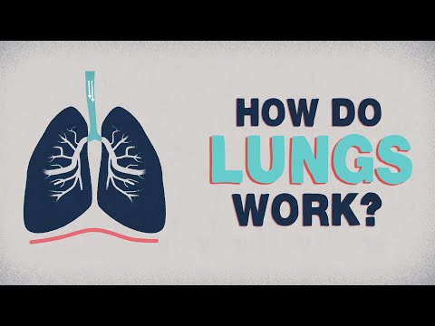 What do the lungs do? - Emma Bryce