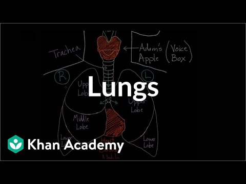 Meet the lungs