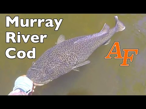 Murray Cod New England Gorge Country Canoe Fishing Day 10 of trip Andy's Fish Video EP.321