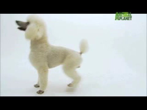 Dogs 101 - Poodle