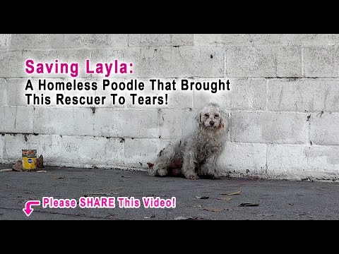 This Rescuer Was Brought To Tears When A Homeless Poodle Did The Sweetest Thing! Please Share!