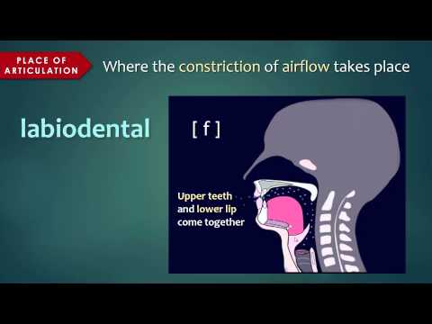 Introduction to Articulatory Phonetics (Consonants)