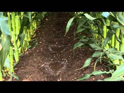 Large Scale Corn Production