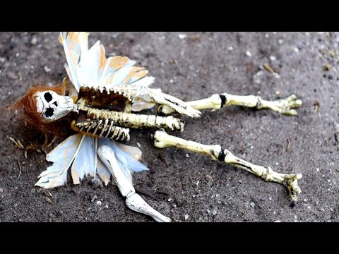 FAIRY SKELETON IDENTIFIED!