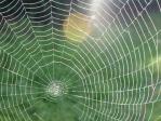 7 ways to spider-proof your house and garden