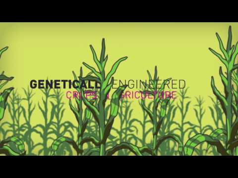 Genetic engineering: The world's greatest scam?