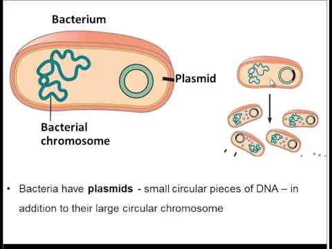 Genetic Engineering