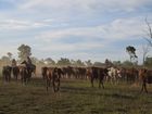 Petition started to stop sale iconic Aussie cattle property