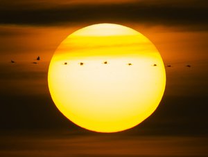 Migrating cranes fly in front of the sun during sunset near Straussfurt, central Germany, Saturday, Nov. 1, 2014.