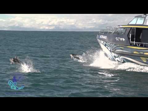 Whale Watch Kaikoura 2 Min Video