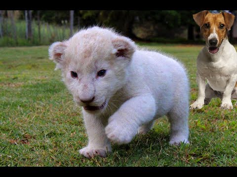 New Born White Lion Cub and Dogs Best Friends