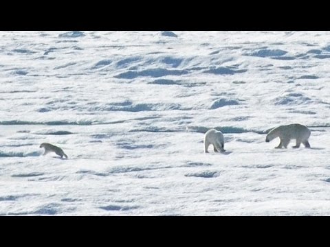 EXCLUSIVE: Male Polar Bear Chases and Eats Cub