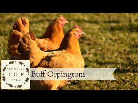 Buff Orpingtons