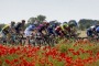 Peloton in full bloom: The pack of riders pedals in the countryside during the Giro d'Italia.