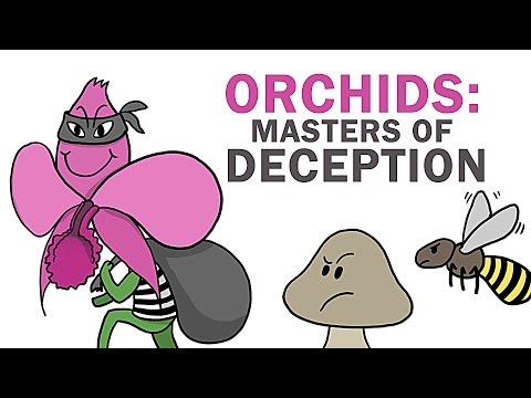 Orchids: The Masters Of Lying, Cheating & Stealing