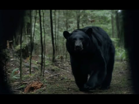 BACKCOUNTRY BEAR ATTACK SCENE