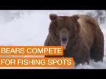 ANIMALS: Alaskan Bears Compete For Fishing Spots Package June 25