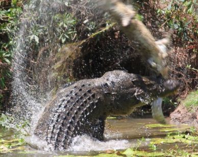 Crocodile Attack Queensland