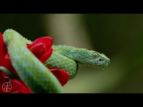 COSTA RICA IN 4K 60fps (ULTRA HD) w/ Freefly Movi