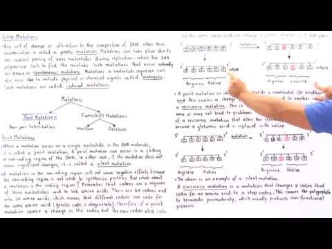 Point Mutations (Base-Pair Substitutions)