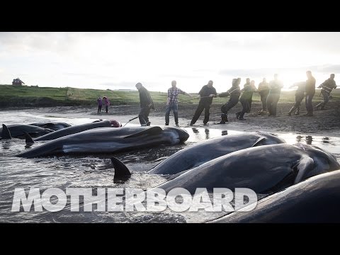 The Grind: Whaling in the Faroe Islands (Full Length)