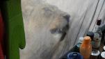 Lions Lick Water Off Tent as Campers Watch Silently Inside