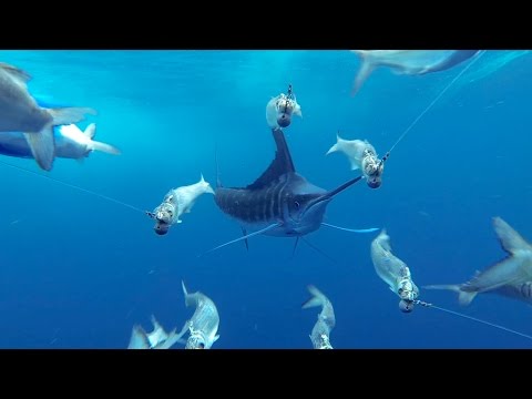 GoPro Awards: Marlin Encounter