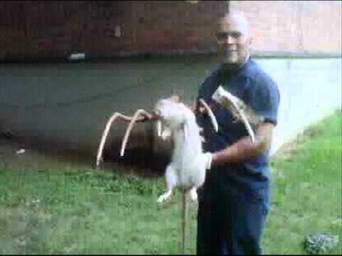 Giant rat killed by pitchfork in Marcy houses Brooklyn!!!