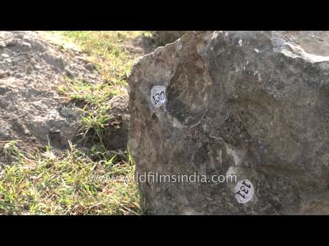 Dinosaur fossil in the Deccan Traps of central India