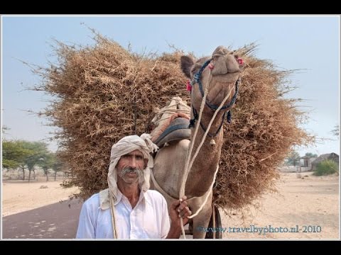 North India: Rajasthan part 1 (Mandawa, Bikaner, Desnok, Kichan and Phalodi)